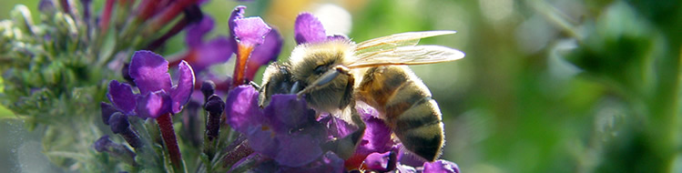 Bienen, Imkervereine, Honig IV Marktredwitz